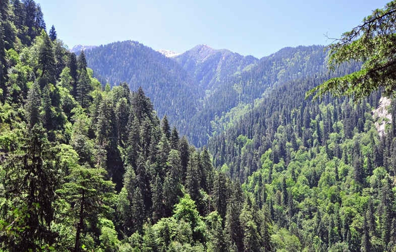Mountain forest loss is accelerating worldwide, but protected areas like the Great Himalayan National Park reduce such loss in critical biodiversity hotspots CREDIT: Paul Elsen